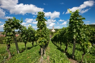 weinbaugebiet markgräflerland
