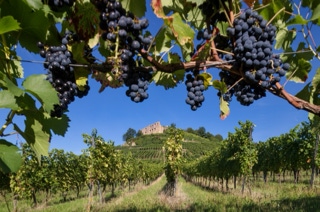 weinberg bei staufen