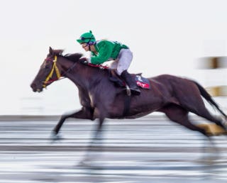 Tiere: Galopper beim Duhner Wattrennen