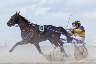 traber beim duhner wattrennen