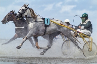 traber beim duhner wattrennen